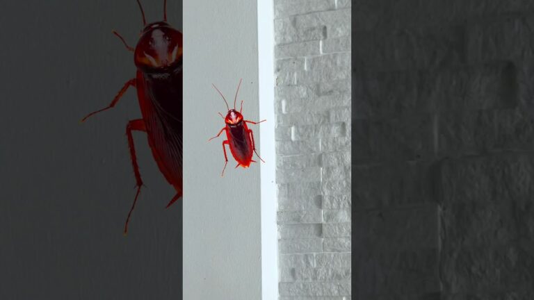 4 fotos una palabra cucaracha mariposa