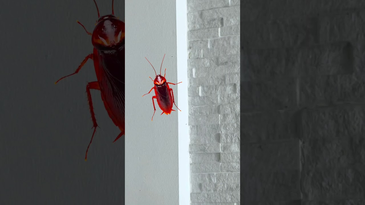 4 fotos una palabra cucaracha mariposa