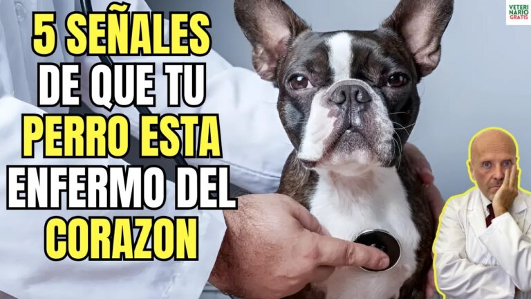 a mi cachorro le late muy rapido el corazon