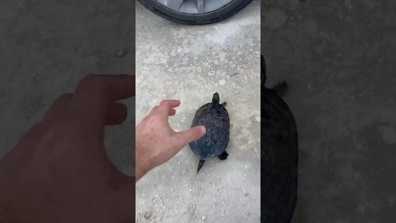 a que velocidad va una tortuga terrestre