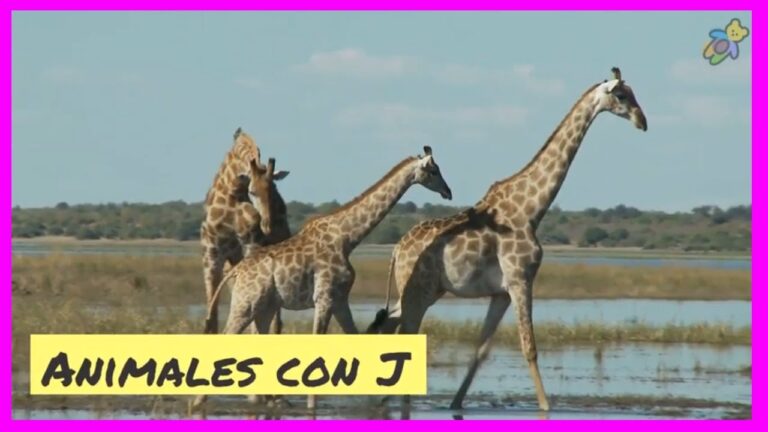 animales que empiecen con la letra j