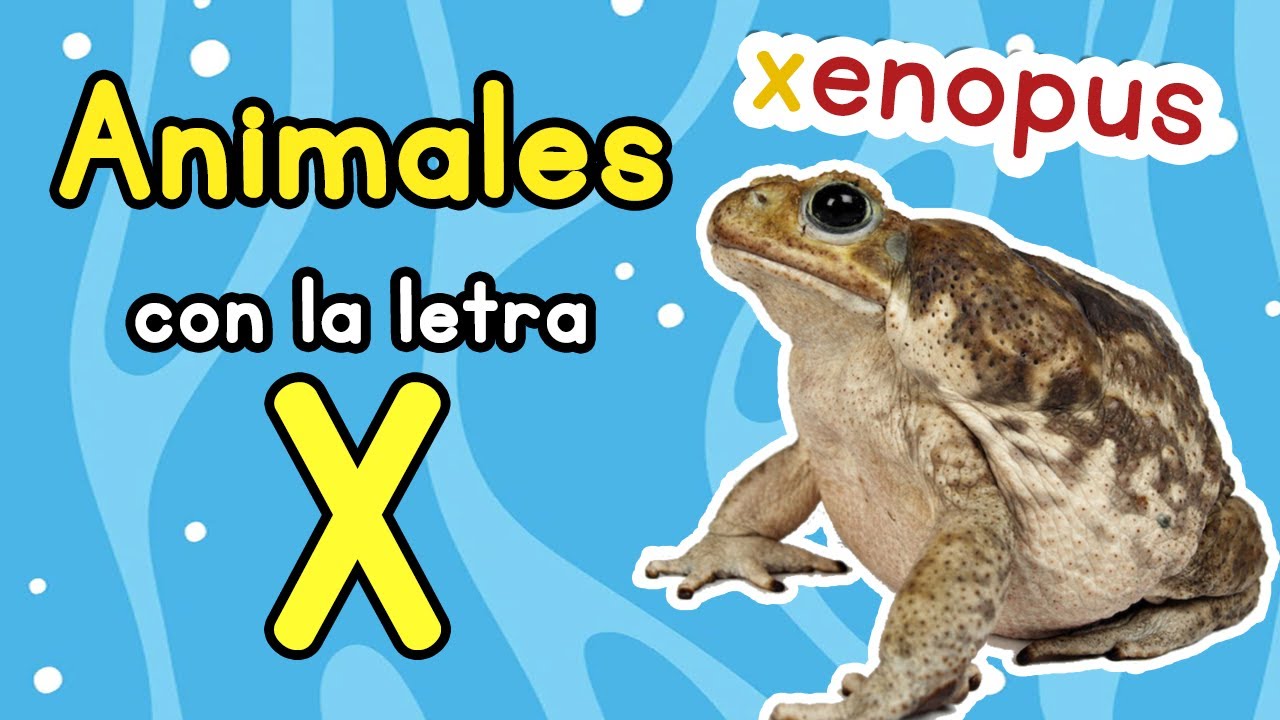 animales que empiecen con la letra x