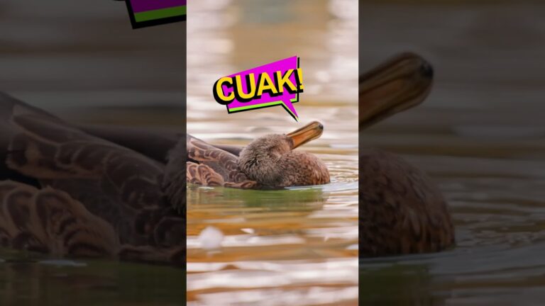 como se llama el sonido q hacen los patos