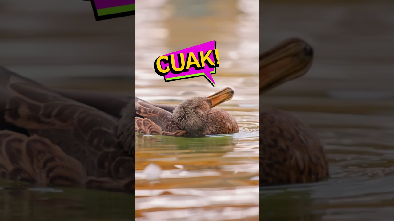 como se llama el sonido q hacen los patos