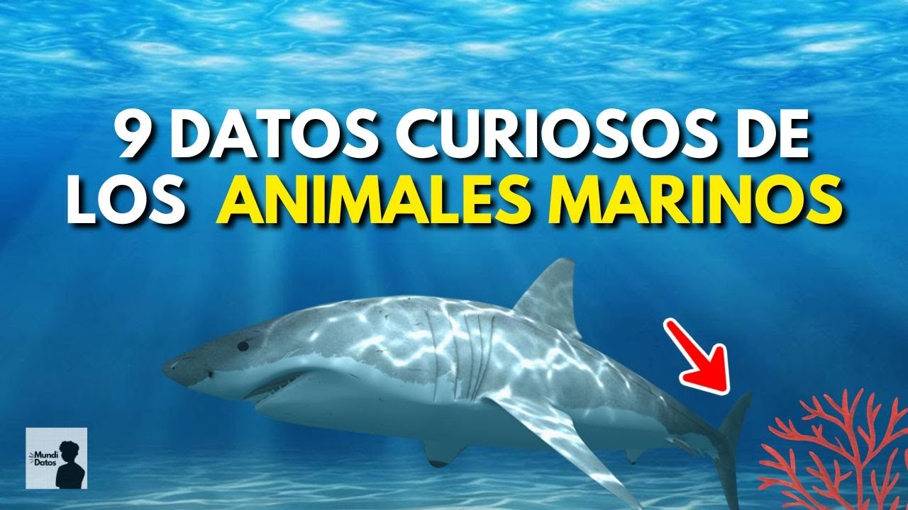 datos curiosos sobre animales marinos