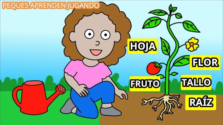 dibujo de las partes de una planta
