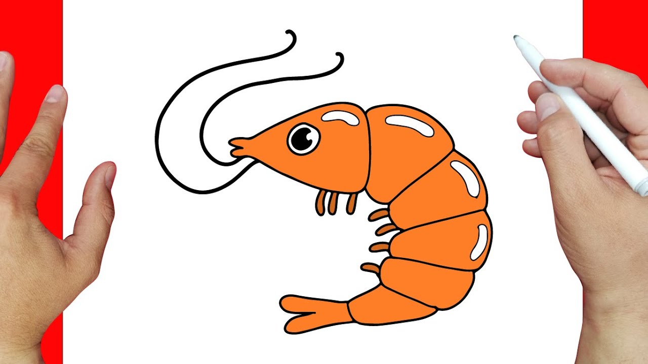 dibujos de camarones para imprimir