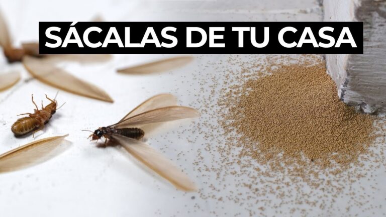 diferencia entre polilla y termita