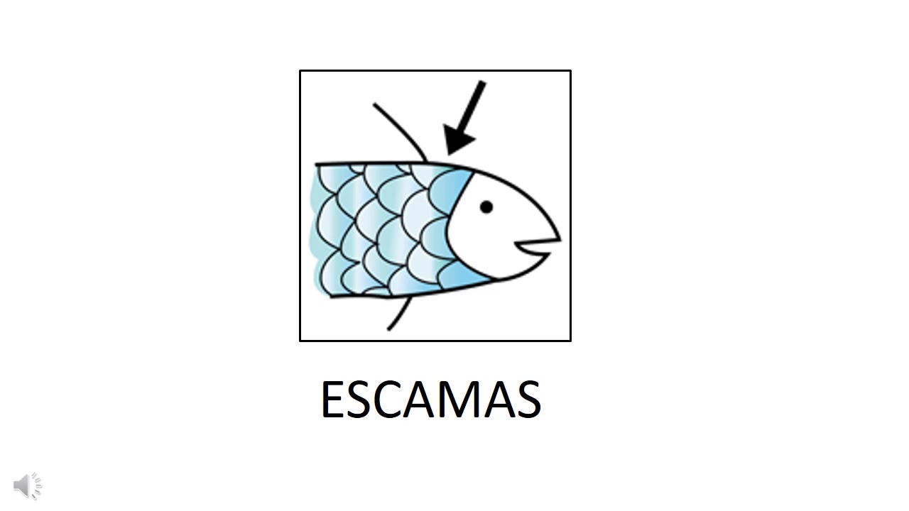 fichas de animales para imprimir