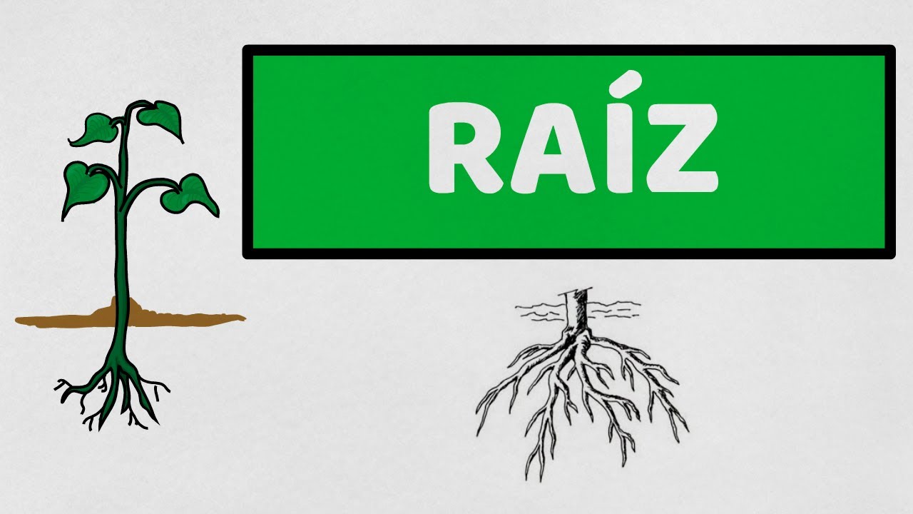 filamento de la raíz de una planta
