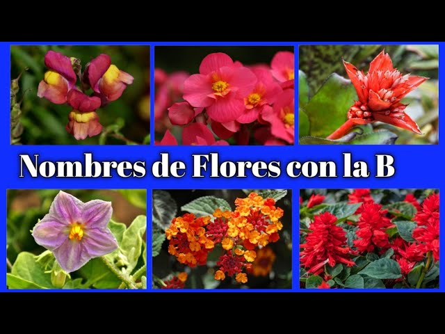 flor o fruto con la letra b