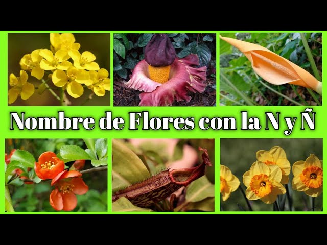 flor o fruto con la letra n