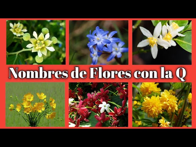 flor o fruto con la letra q