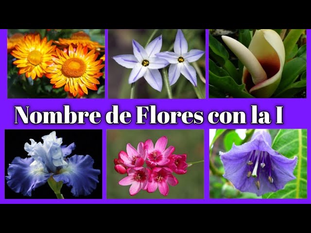 flor que empiece por i