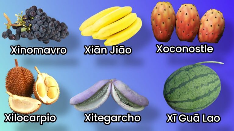 fruta con la letra x