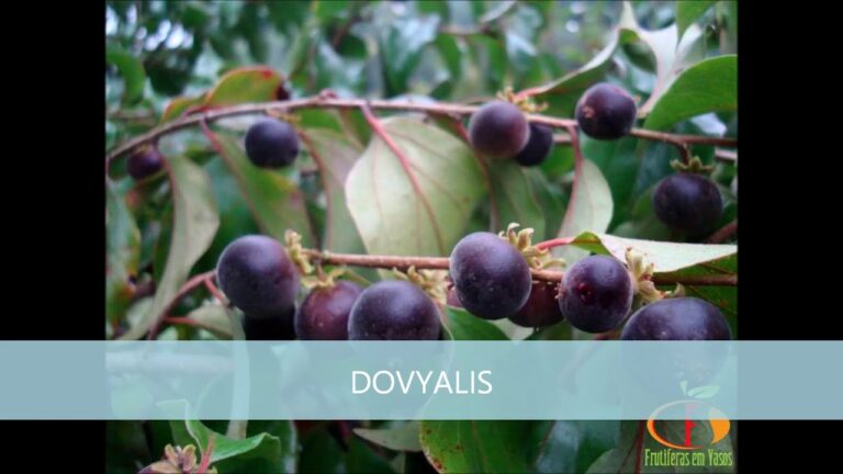 frutas con la letra d