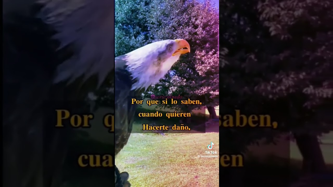 imagen de aguila con frases