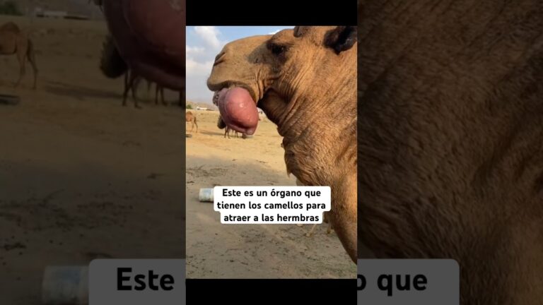 imagen de encontrar el camello