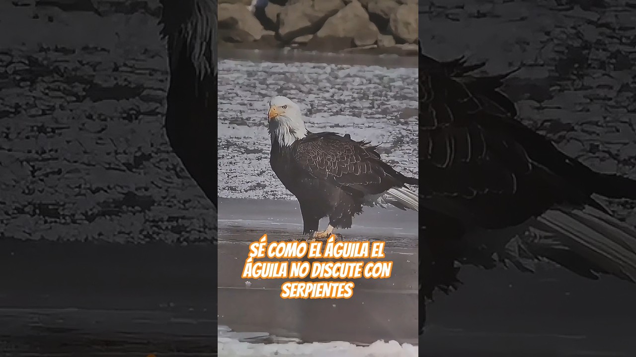 imagenes de aguila con frases