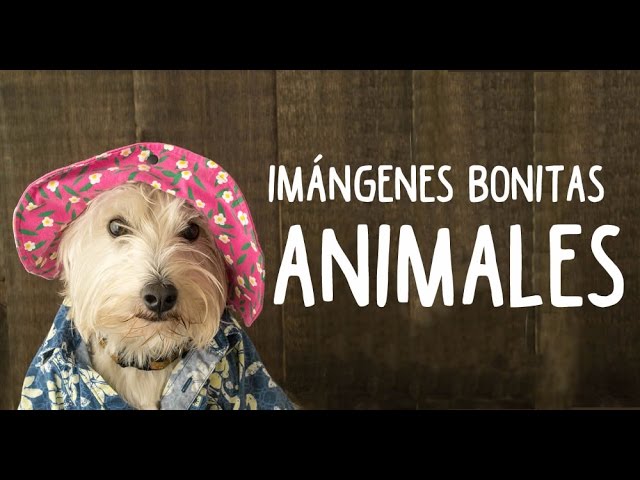 imagenes de animales con frases
