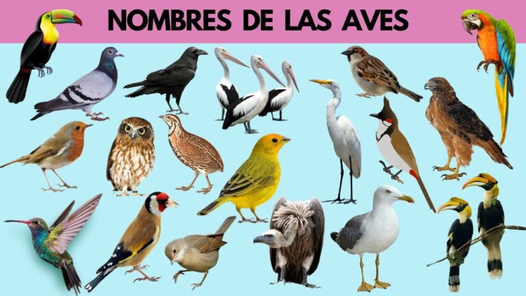 imagenes de aves con sus nombres