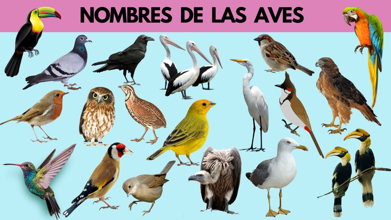 imagenes de aves con sus nombres