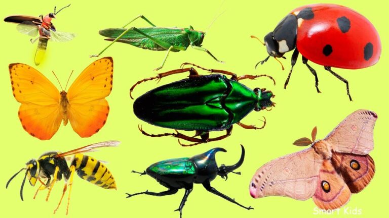 insectos para dibujar con sus nombres