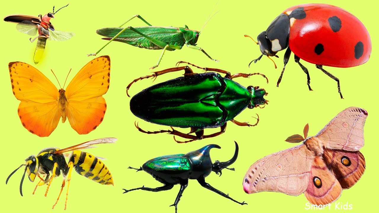 insectos para dibujar con sus nombres