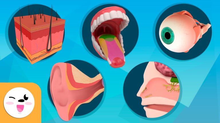 los 5 sentidos y su importancia