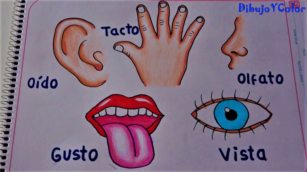 los cinco sentidos del cuerpo humano para colorear