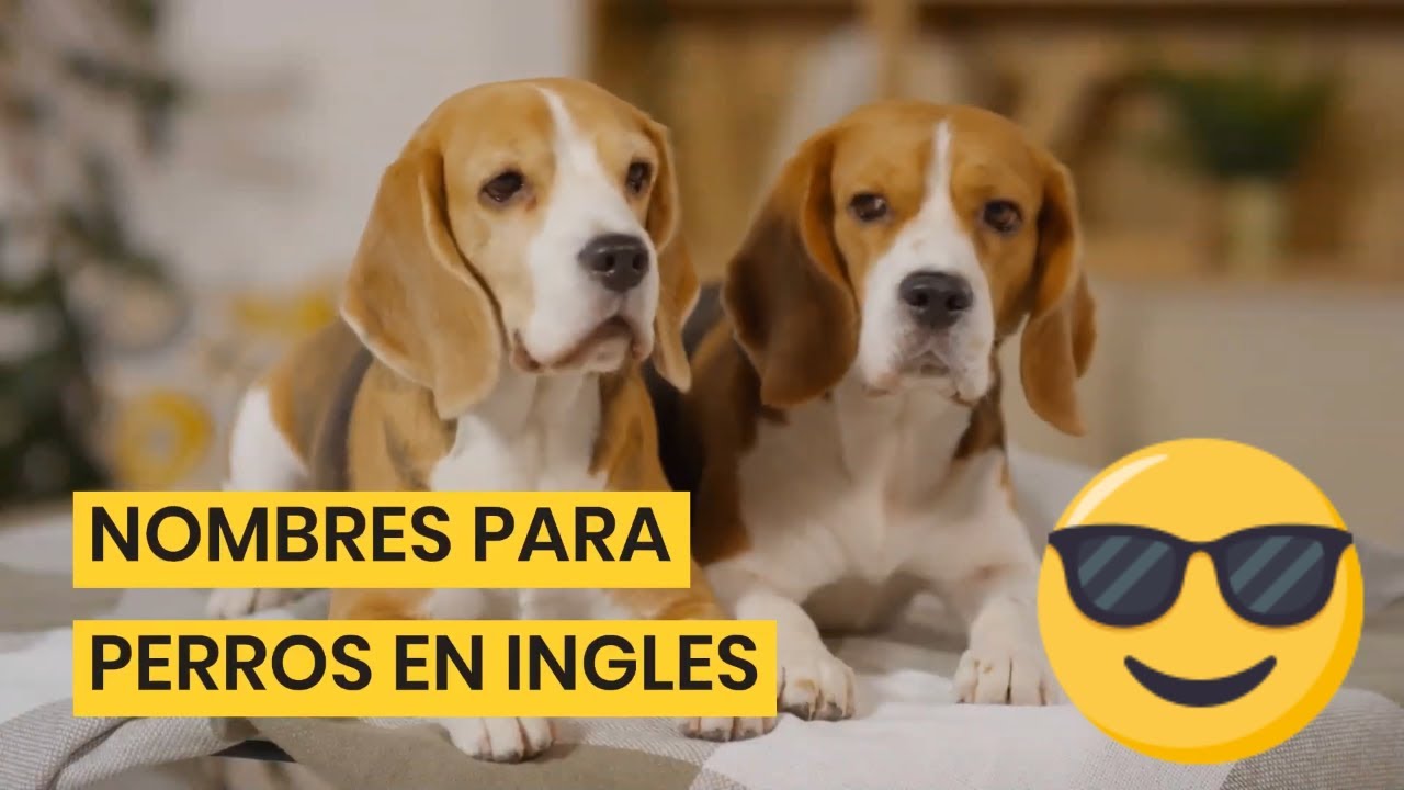 nombre en ingles de perros