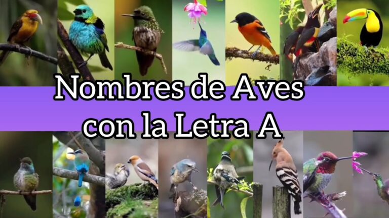 nombres de aves con la letra a