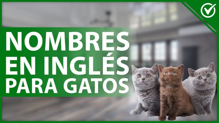 nombres de gatos en ingles