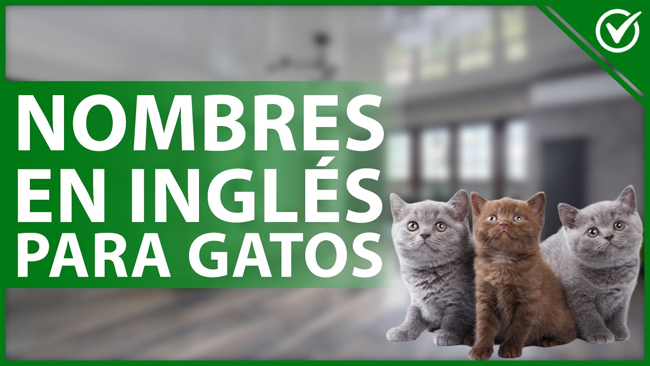 nombres de gatos en ingles