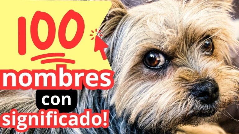 nombres de perros y su significado en ingles