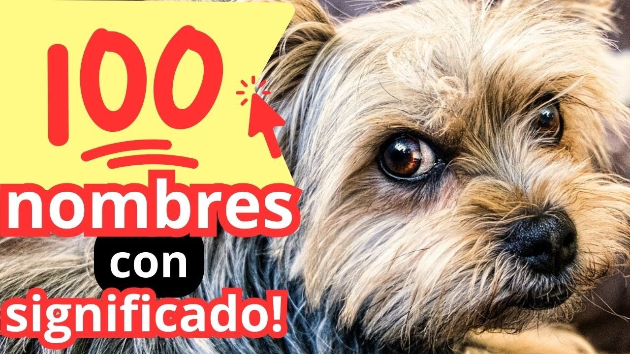 nombres de perros y su significado en ingles