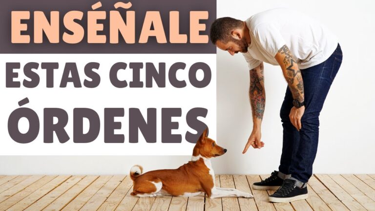 ordenes basicas para perros en ingles