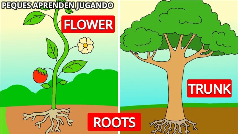 partes de las plantas para niños en ingles