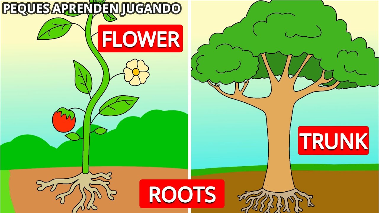 partes de las plantas para niños en ingles