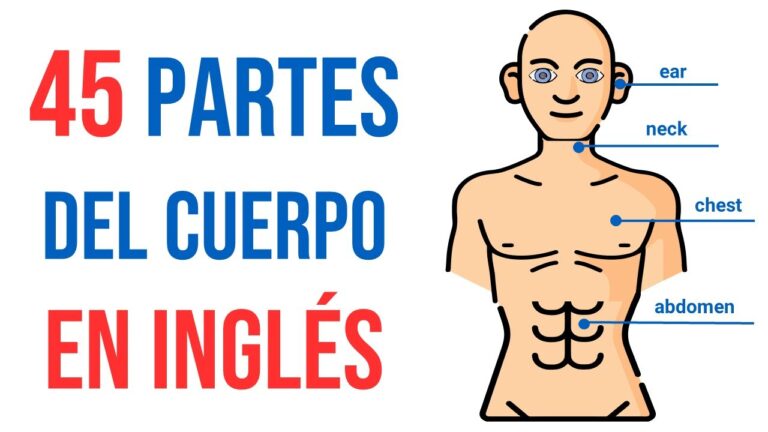 partes del cuerpo en ingles y su pronunciacion pdf