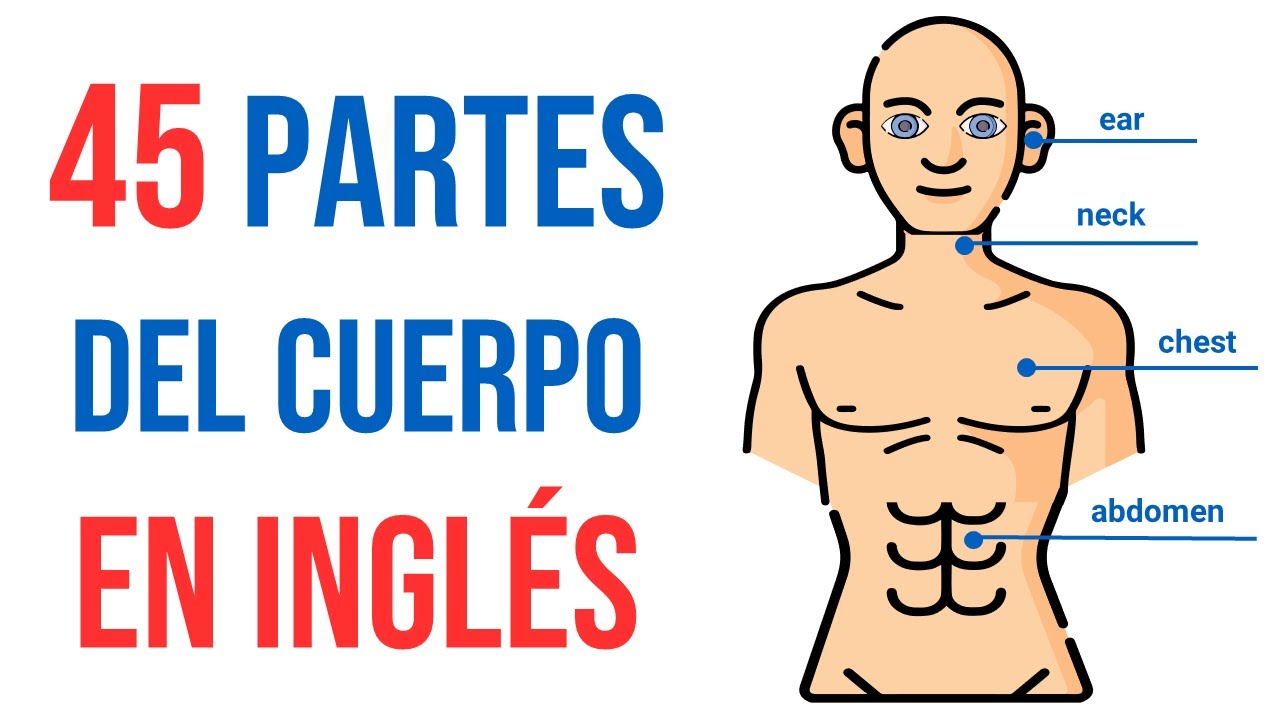 partes del cuerpo en ingles y su pronunciacion pdf