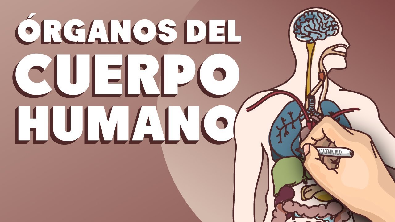 partes del cuerpo humano para recortar