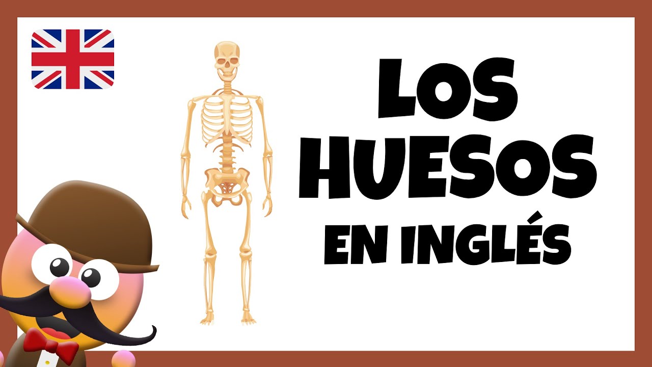 partes del esqueleto en ingles