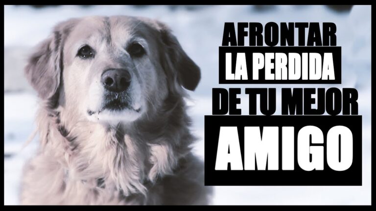 pesame por la muerte de un perro