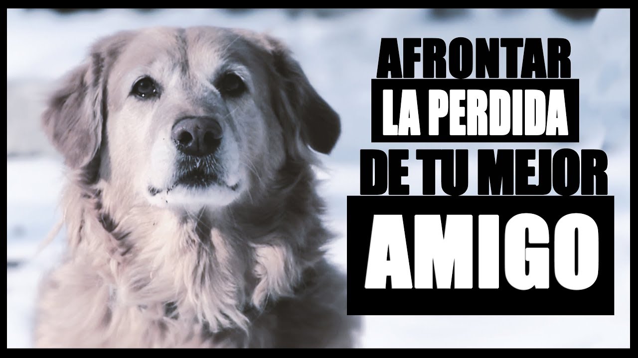 pesame por la muerte de un perro