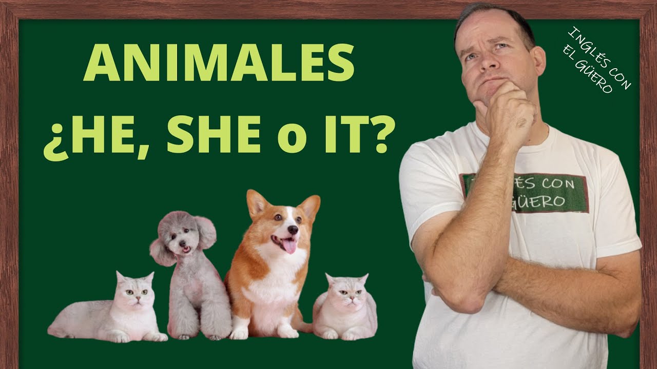 pronombre para animales en ingles