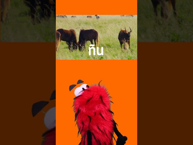 qué animal empieza con ñ