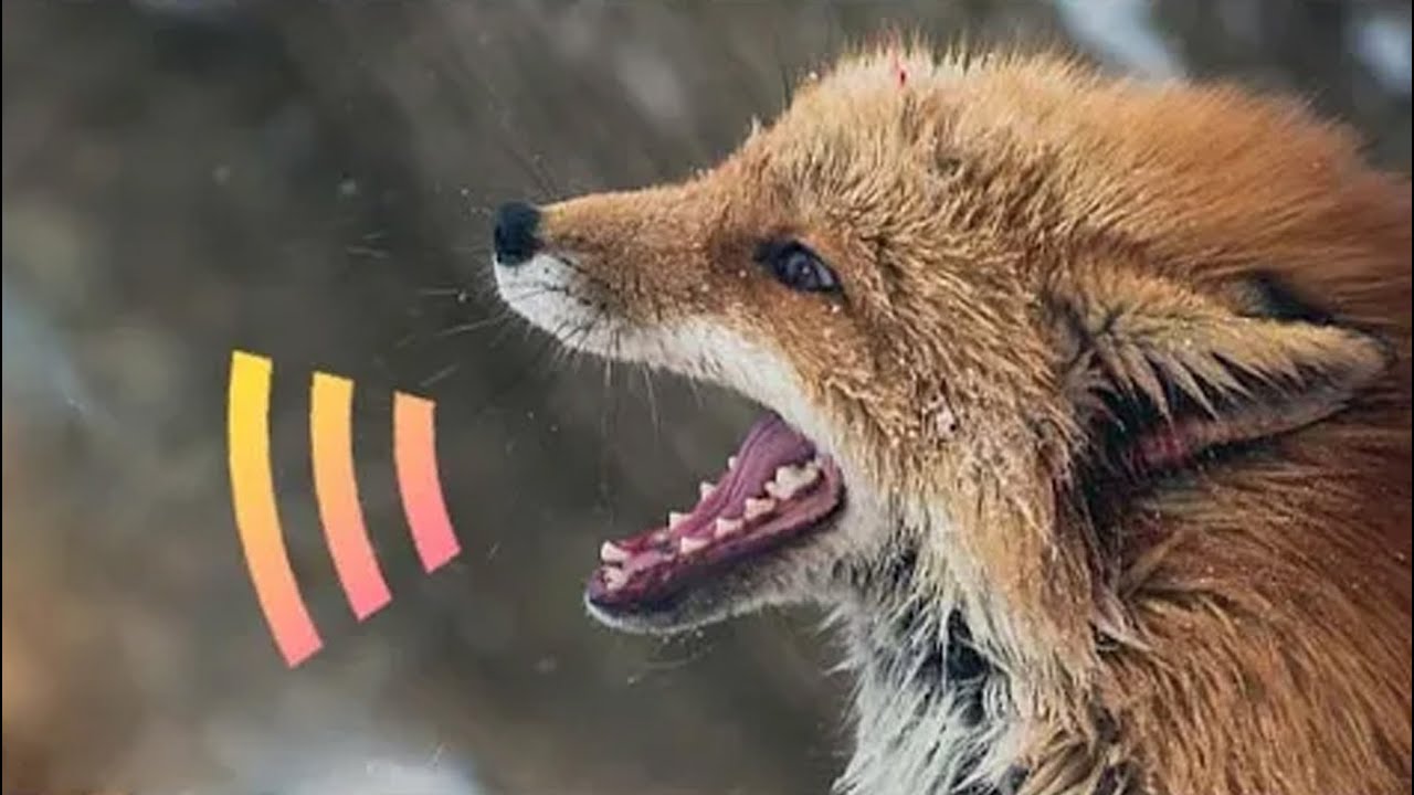 que sonido hace el zorro