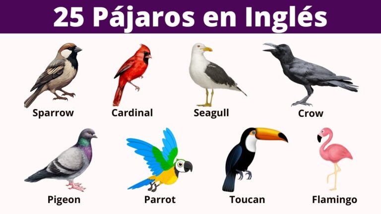 tipos de pajaros en ingles